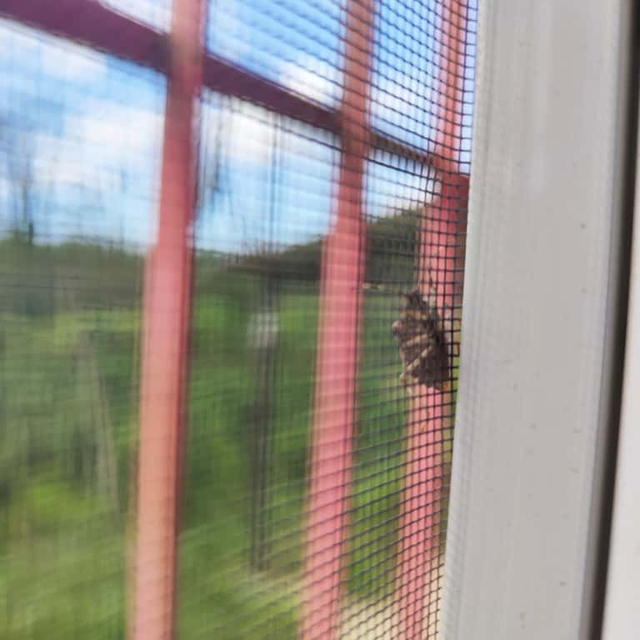 Terme'de kahverengi kokarca böceğine karşı üreticilere uyarı