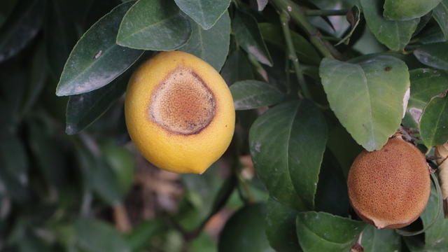 İncefikir: Limondaki güneş yanığı doğal afettir, TARSİM kapsamına alınmalı