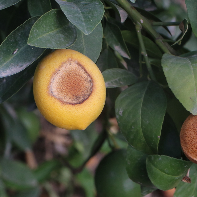 İncefikir: Limondaki güneş yanığı doğal afettir, TARSİM kapsamına alınmalı