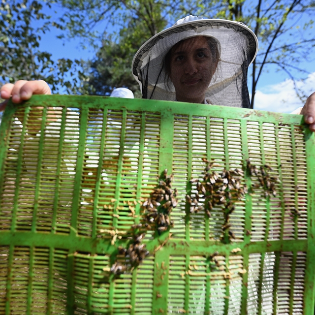 Özel bireyler TÜBİTAK destekli projeyle arıların dünyasını keşfediyor