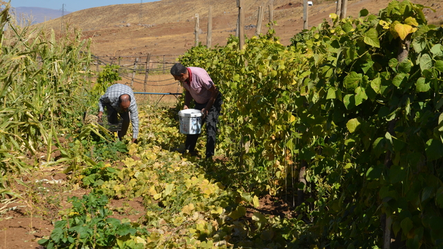 Muş'ta Şenyayla bölgesine dönüş yapanlar sebze ve meyve yetiştiriciliği yapıyor