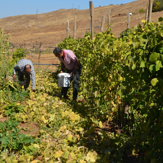 Muş'ta Şenyayla bölgesine dönüş yapanlar sebze ve meyve yetiştiriciliği yap...