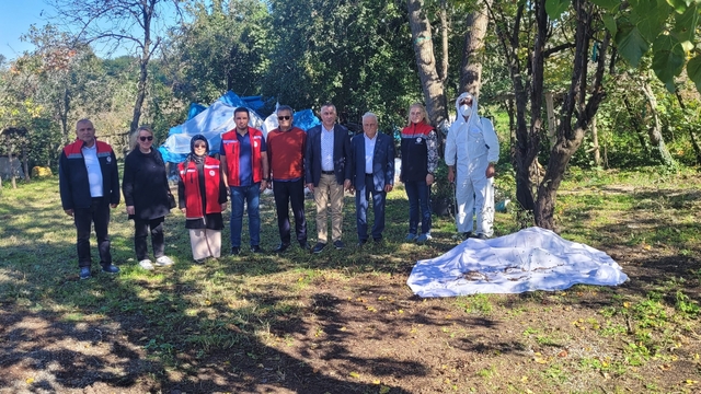 Salıpazarı'nda kahverengi kokarca ile mücadele devam ediyor