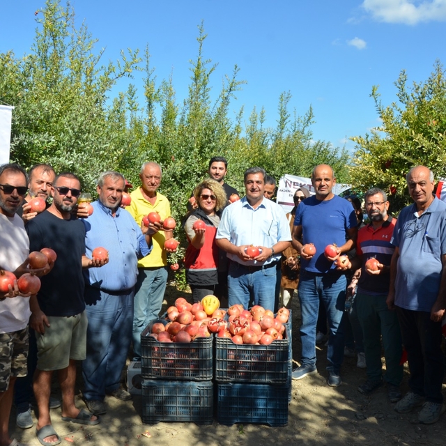 Serik'te nar hasadı başladı