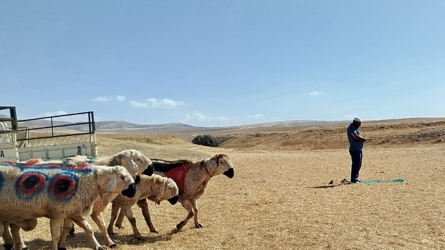 Sarıoğlan'da koç katım geleneği sürüyor