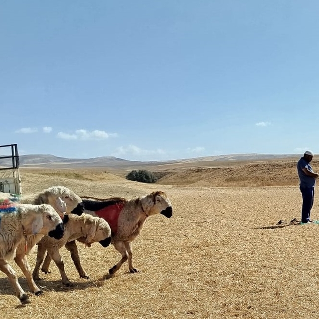 Sarıoğlan'da koç katım geleneği sürüyor