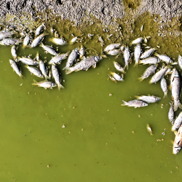 Kayseri'de Tozlu Göleti kıyısında balık ölümleri görüldü