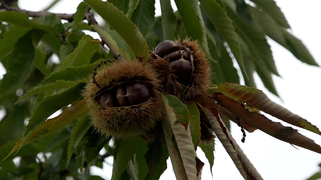 Ziraat Fakültesinde yetiştirilen hastalığa ve zararlılara dayanıklı kestanenin hasadına başlandı