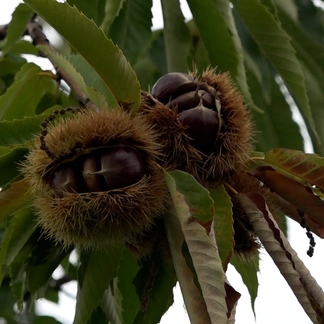 Ziraat Fakültesinde yetiştirilen hastalığa ve zararlılara dayanıklı kestane...