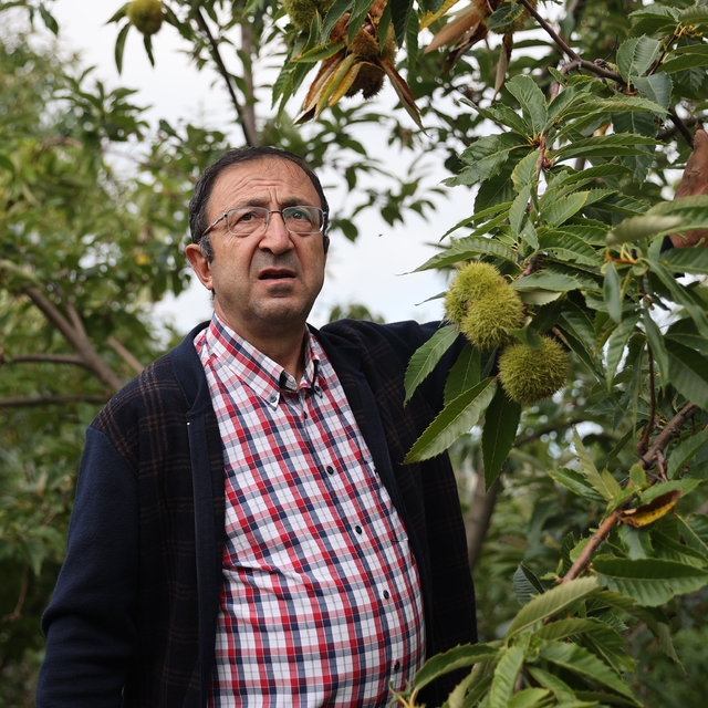 Samsun'da kestane kanseri ve gal arısı zararlısına dayanıklı türler üretili...