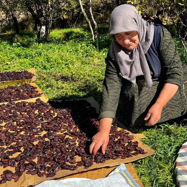 Cancur eriğinde hasat, festival ile başladı