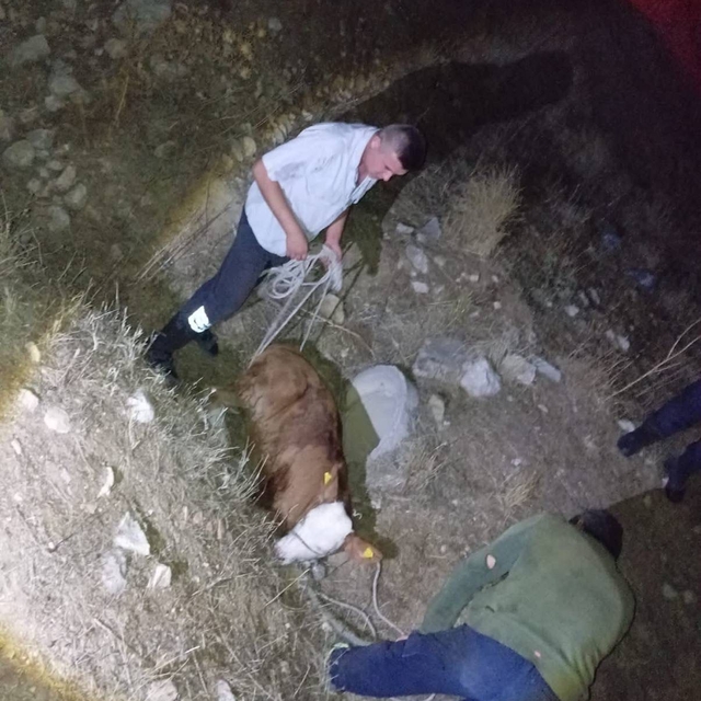 Bilecik'te jandarma kaybolan buzağıyı buldu