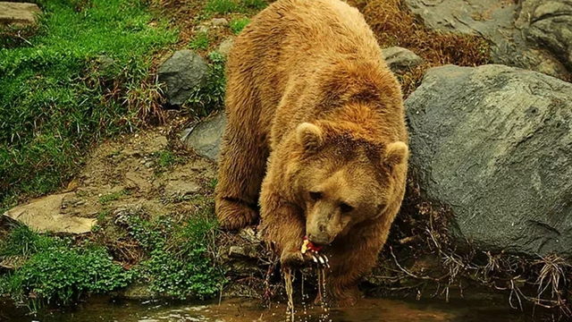 Profesörden popülasyonu 5 kat artan ayılar için 'kontrollü avlanma' önerisi