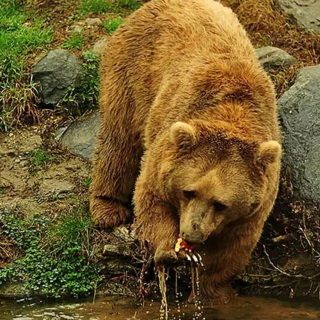 Profesörden popülasyonu 5 kat artan ayılar için 'kontrollü avlanma' önerisi