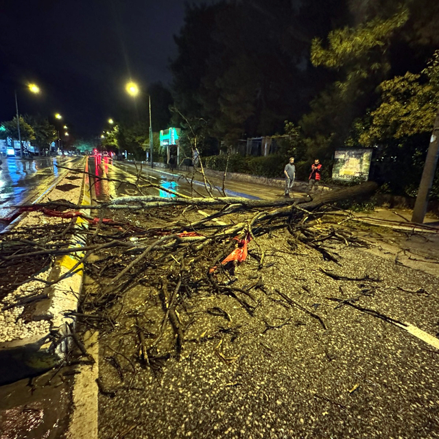 Edirne'de kuvvetli yağış sırasında ağaç yola devrildi