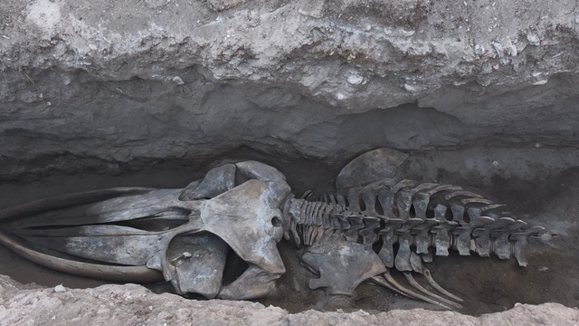 Mersin'de 4 yıl önce toprağa gömülen Fin balinasının iskeleti gün yüzüne çıkıyor