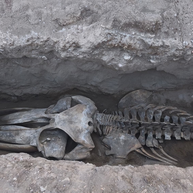 Mersin'de 4 yıl önce toprağa gömülen Fin balinasının iskeleti gün yüzüne çı...