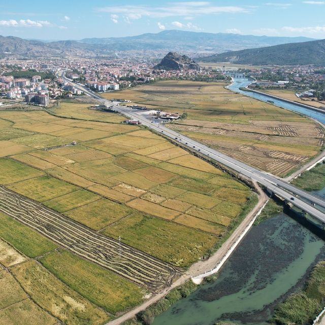 Çorum'un Osmancık ilçesinde çeltik hasadı başladı