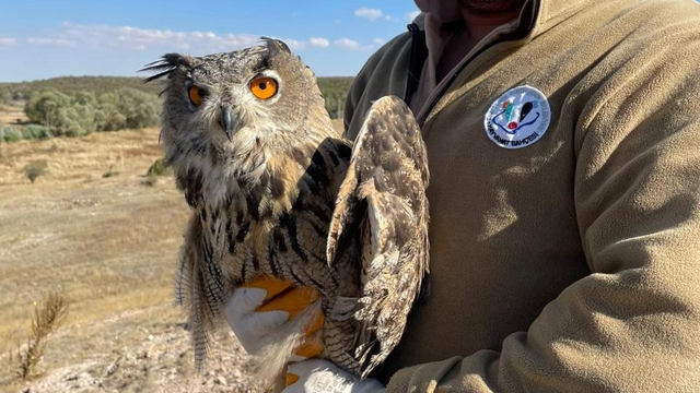Eskişehir'de yaralı puhu kuşu tedavisinin ardından doğaya salındı