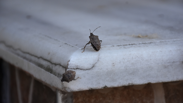 Trabzon'da kahverengi kokarcayla mücadele devam ediyor
