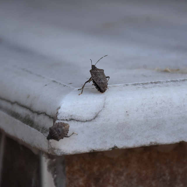 Trabzon'da kahverengi kokarcayla mücadele devam ediyor