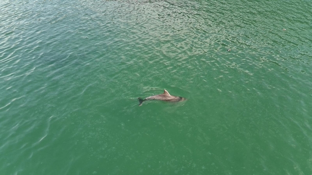 Sinop'ta yunuslar dronla görüntülendi