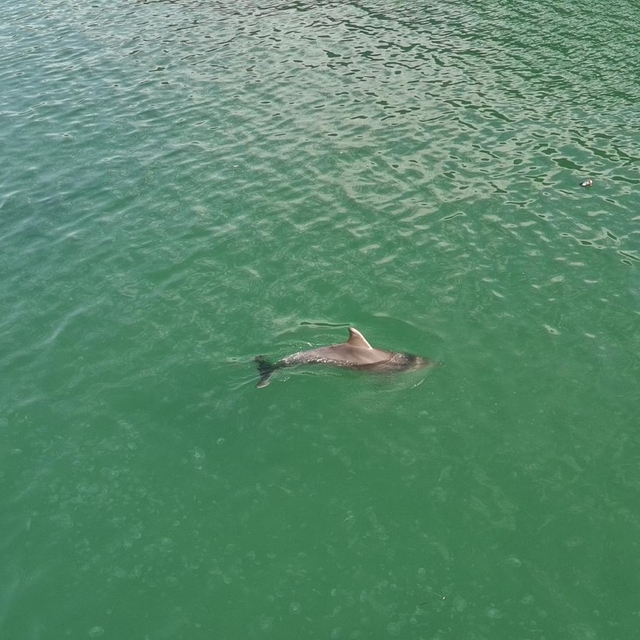 Sinop'ta yunuslar dronla görüntülendi