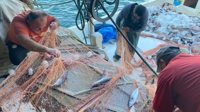 Sinop'ta bir balıkçının ağına 3 bin palamut takıldı