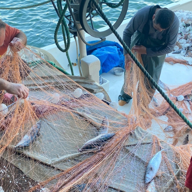 Sinop'ta bir balıkçının ağına 3 bin palamut takıldı