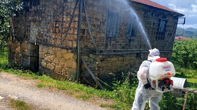 Giresun'da kahverengi kokarcayla mücadele sürüyor