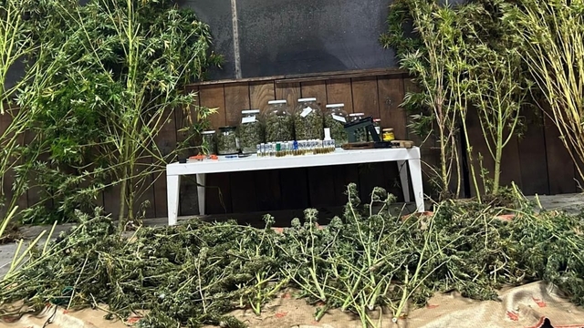 Bursa'da 9 kilo 400 gram esrar ele geçirildi; 1 gözaltı