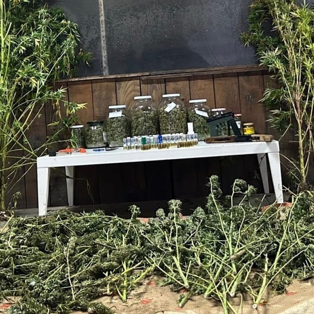 Bursa'da 9 kilo 400 gram esrar ele geçirildi; 1 gözaltı