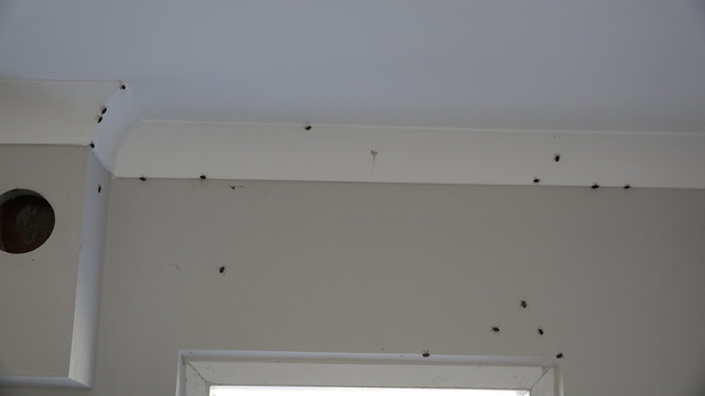 Trabzon'da kahverengi kokarca evleri istila etti