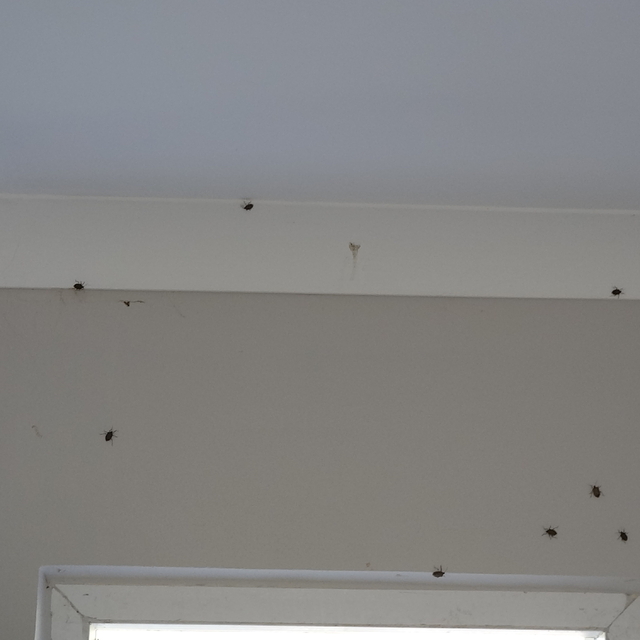 Trabzon'da kahverengi kokarca evleri istila etti