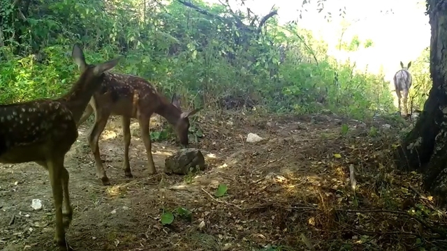 Kızılgeyik ile yavruları fotokapanla görüntülendi