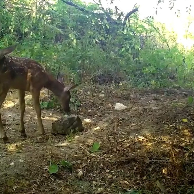 Kızılgeyik ile yavruları fotokapanla görüntülendi