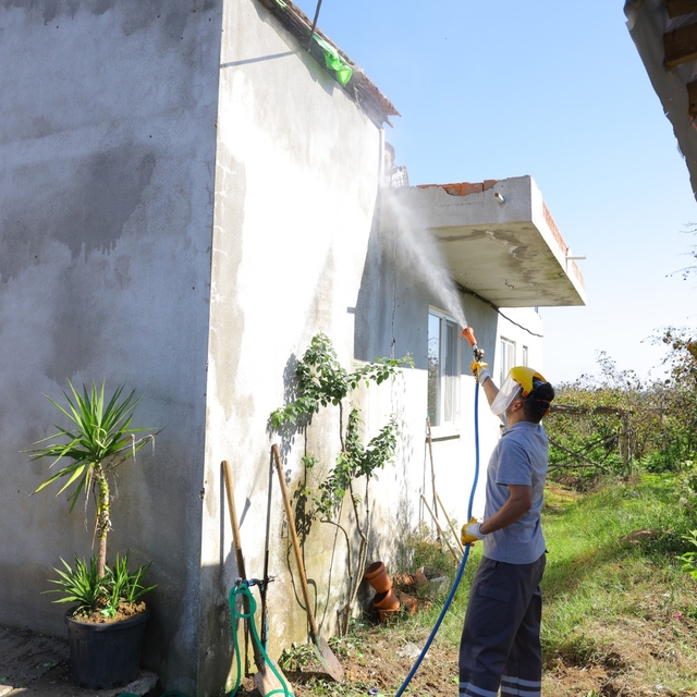 Samsun'da kahverengi kokarcaya karşı kışlak mücadelesi sürüyor