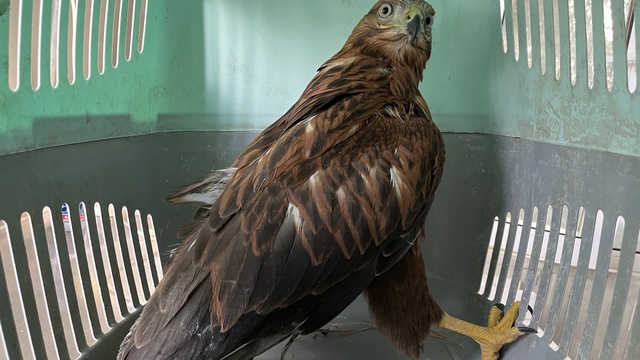 Erzurum'da bitkin halde bulunan iki kızıl şahin, bakımlarının ardından doğaya salındı