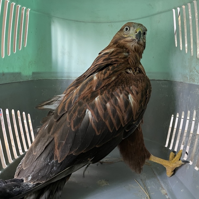 Erzurum'da bitkin halde bulunan iki kızıl şahin, bakımlarının ardından doğa...