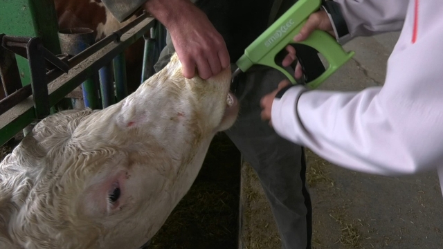 Süt ineklerinin sağlığını yapay zeka ile 24 saat takip ediyorlar