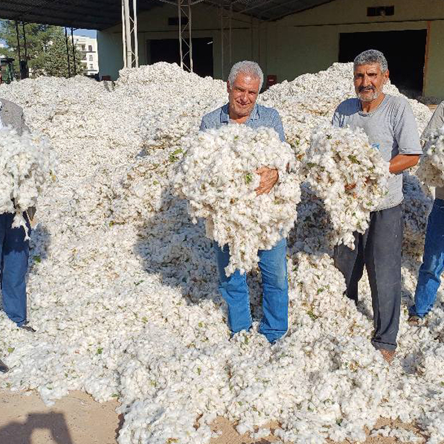 Araban Ovası'nda makinalı pamuk hasadı başladı