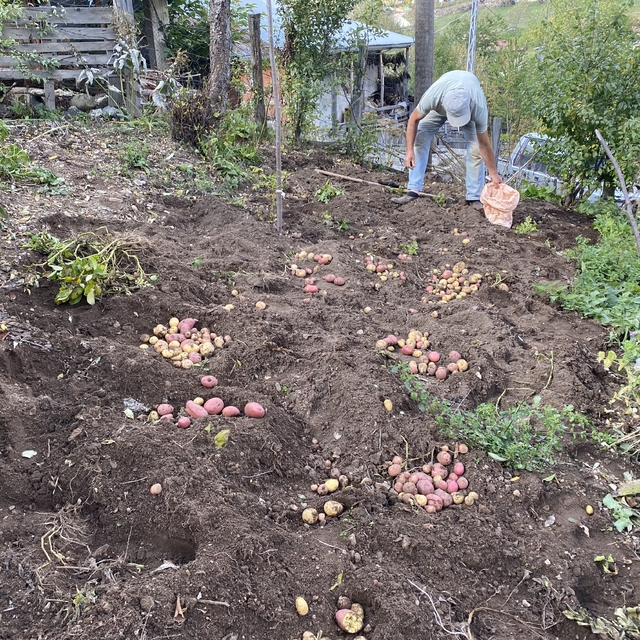 Giresun'daki yaylalarda yaşayanlar kışlık sebze ihtiyaçlarının hasadını yap...