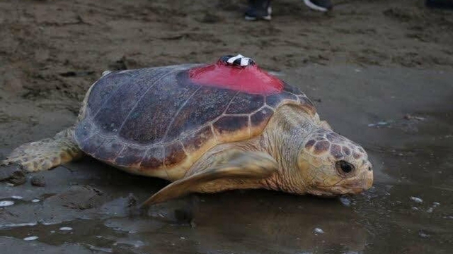Caretta caretta 'Tuba', iki ayda 7 bin 500 kilometre katetti