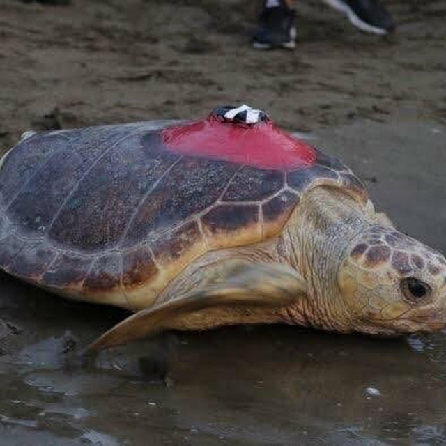 Caretta caretta 'Tuba', iki ayda 7 bin 500 kilometre katetti