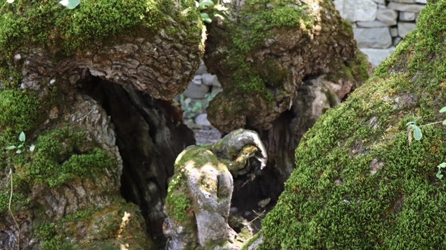 300 yıllık dut ağacında insan silueti