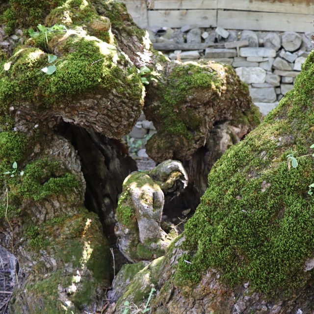 300 yıllık dut ağacında insan silueti