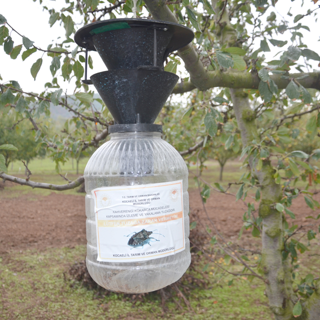 Karamürsel'de kahverengi kokarcaya karşı mücadele sürüyor