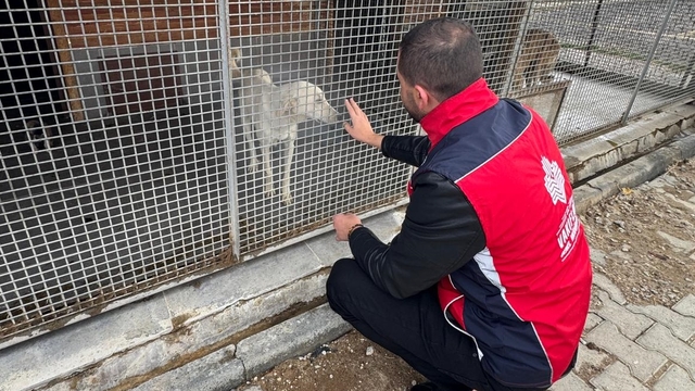 Kütahya'da vakıf hayır şartıyla sahipsiz hayvanlara mama desteği verildi