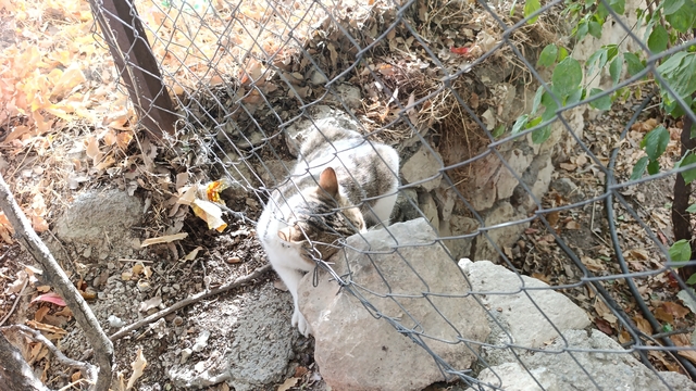 Çemişgezek'te tellere takılan kedi kurtarıldı