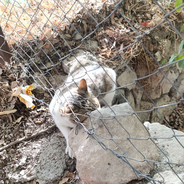 Çemişgezek'te tellere takılan kedi kurtarıldı